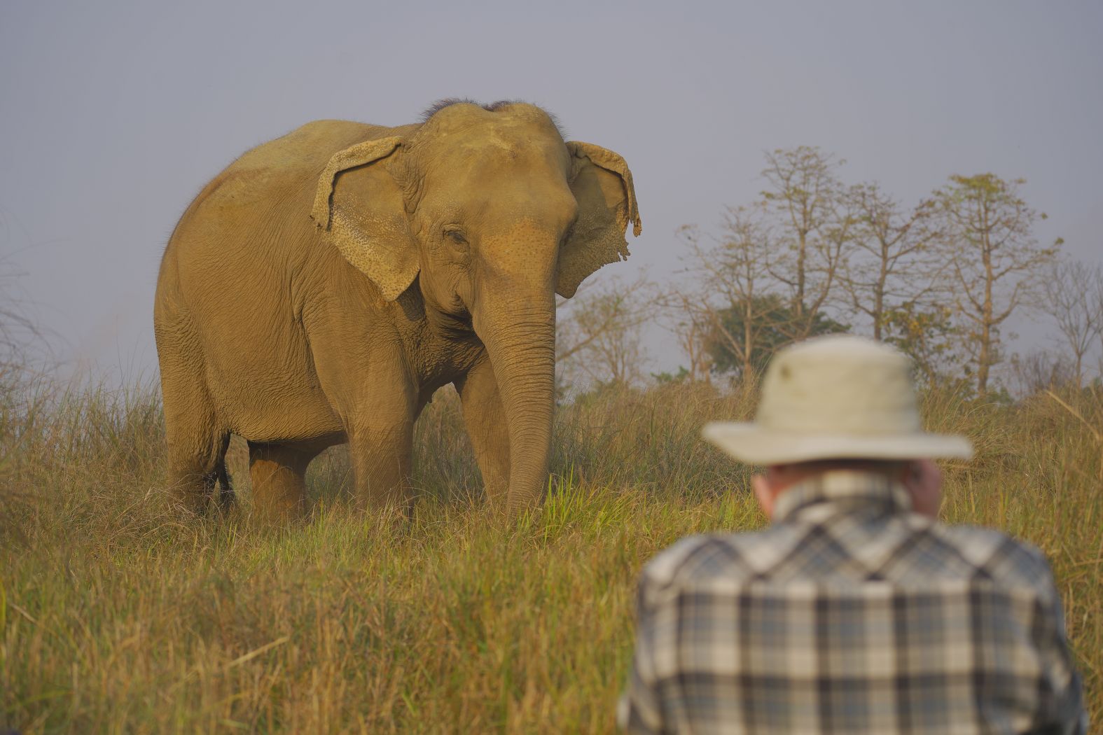 Elephant foraging in Chitwan buffer zone forest