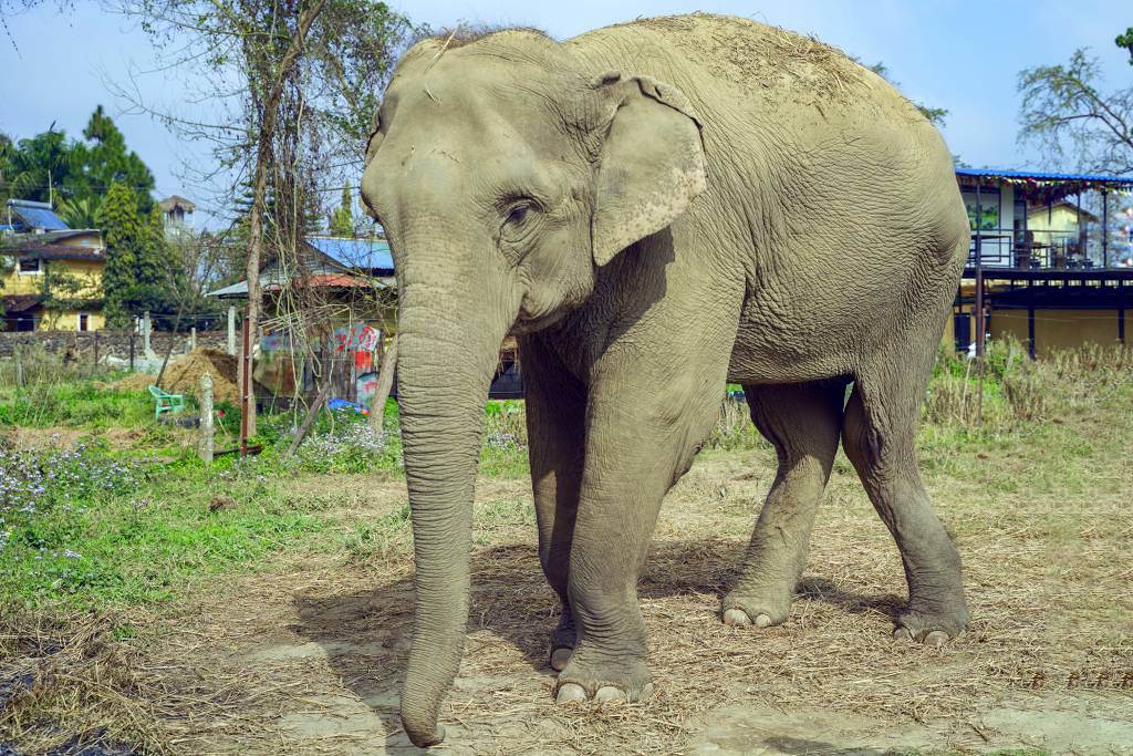 Elephant care at Sapana Sanctuary