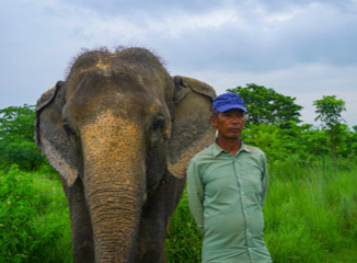 Champa Kali the Elephant