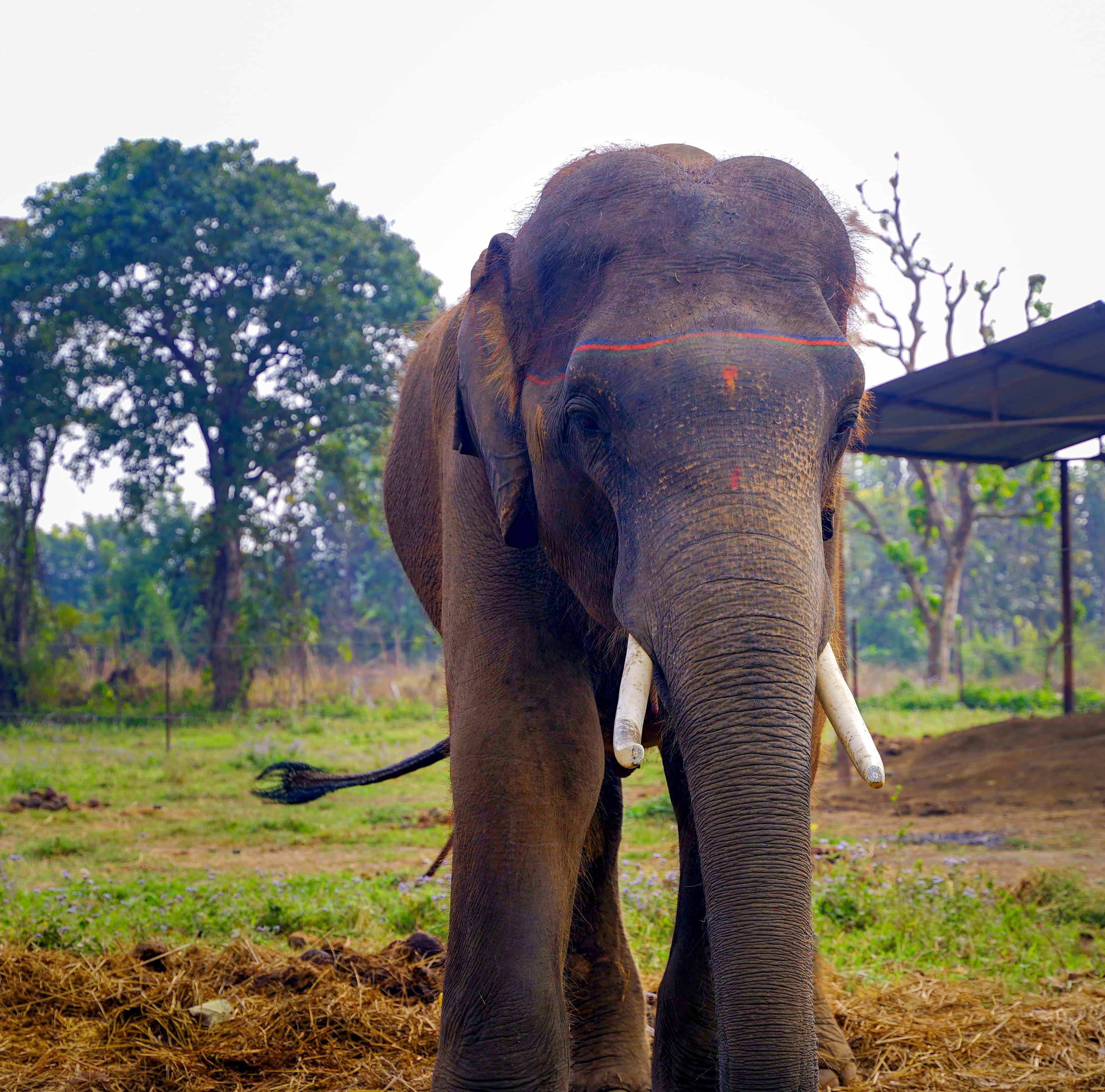 Smart Gaj Project - Technology for Elephant Care