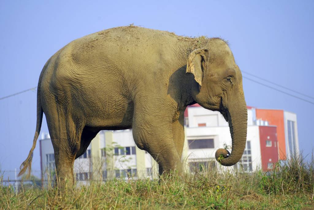 Maya Kali the Elephant