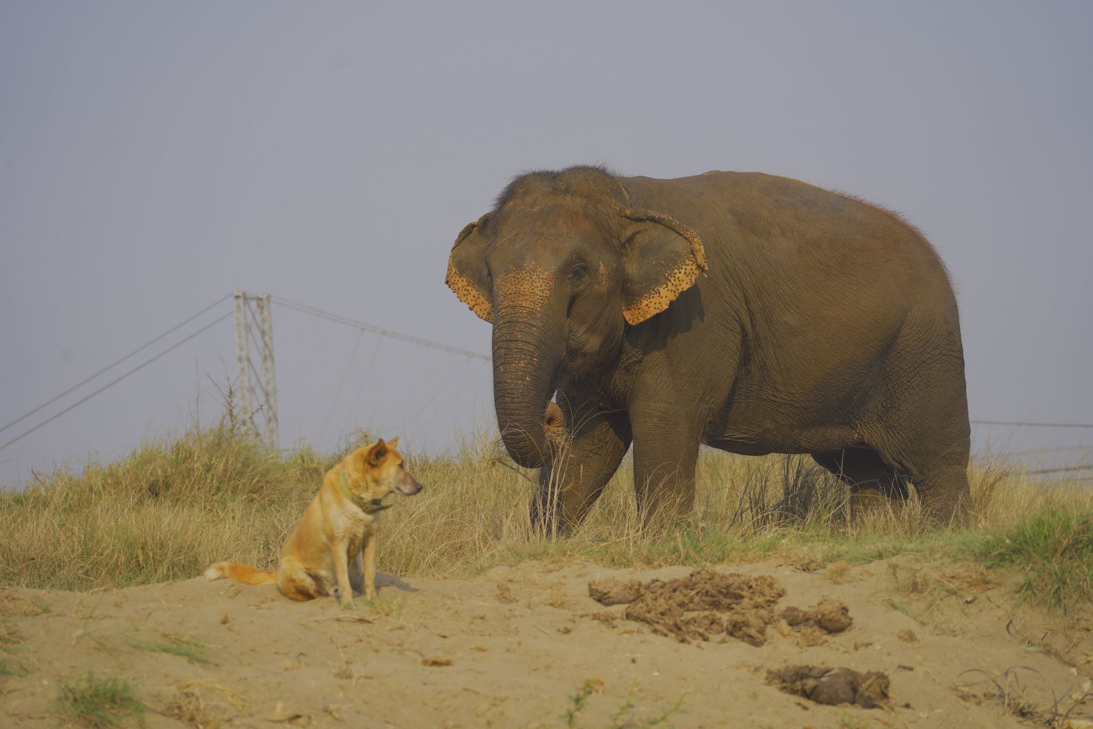 Elephant Care Program at Sapana Village Lodge
